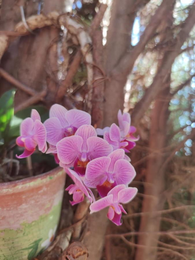 Villa Torres 로스 야노스 데 아리다네 외부 사진